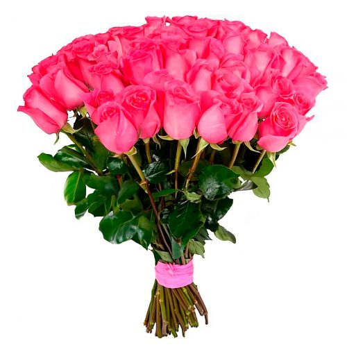 Розы Эквадор Pink Floyd